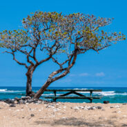 Dag 5, 07/03 Big Island