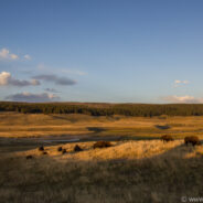 Dag 4, 25/08 Cody – Yellowstone National Park