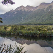 Dag 22, 11/02 Te Anau – Milford Sound