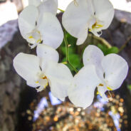 Dag 7, 11/09 Big Island – Hilo