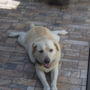 Dag 9, 13/09 Big Island – Kona