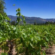 Dag 20, 18/7 Yosemite – Napa