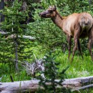 Dag 9, 7/7 Yellowstone – Jackson