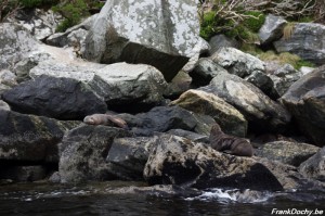 NZ2016.SouthIsland-115