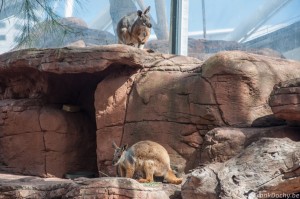 Australia-222