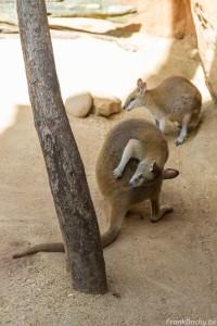 Australia-223